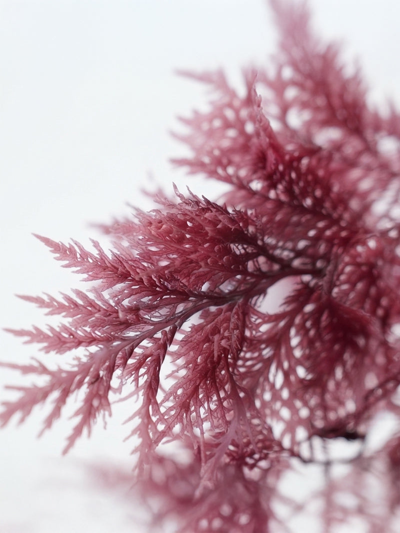 Algue rouge