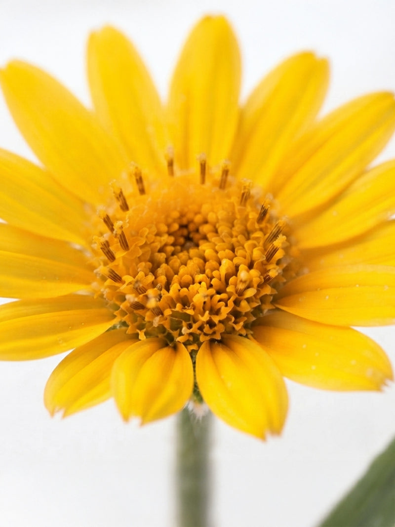 Arnica extract