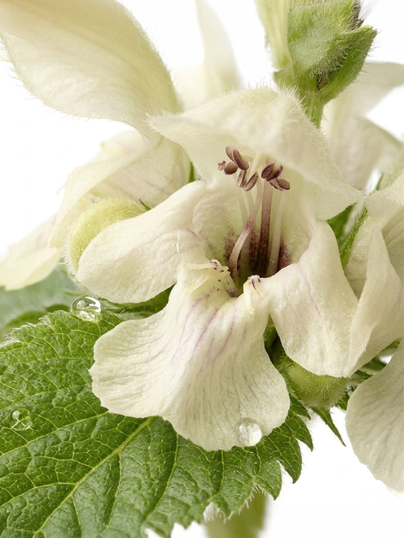 Extrait d'ortie blanche biologique