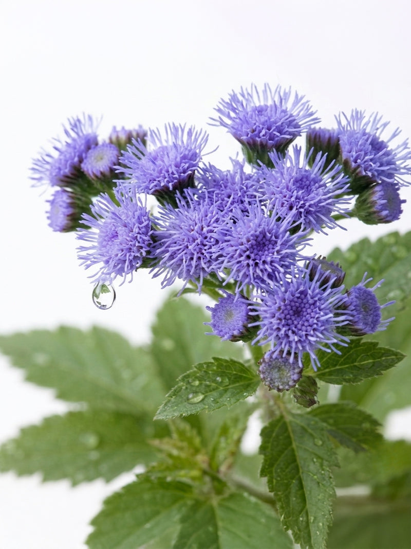 Extrait de feuille d’agérate bleue