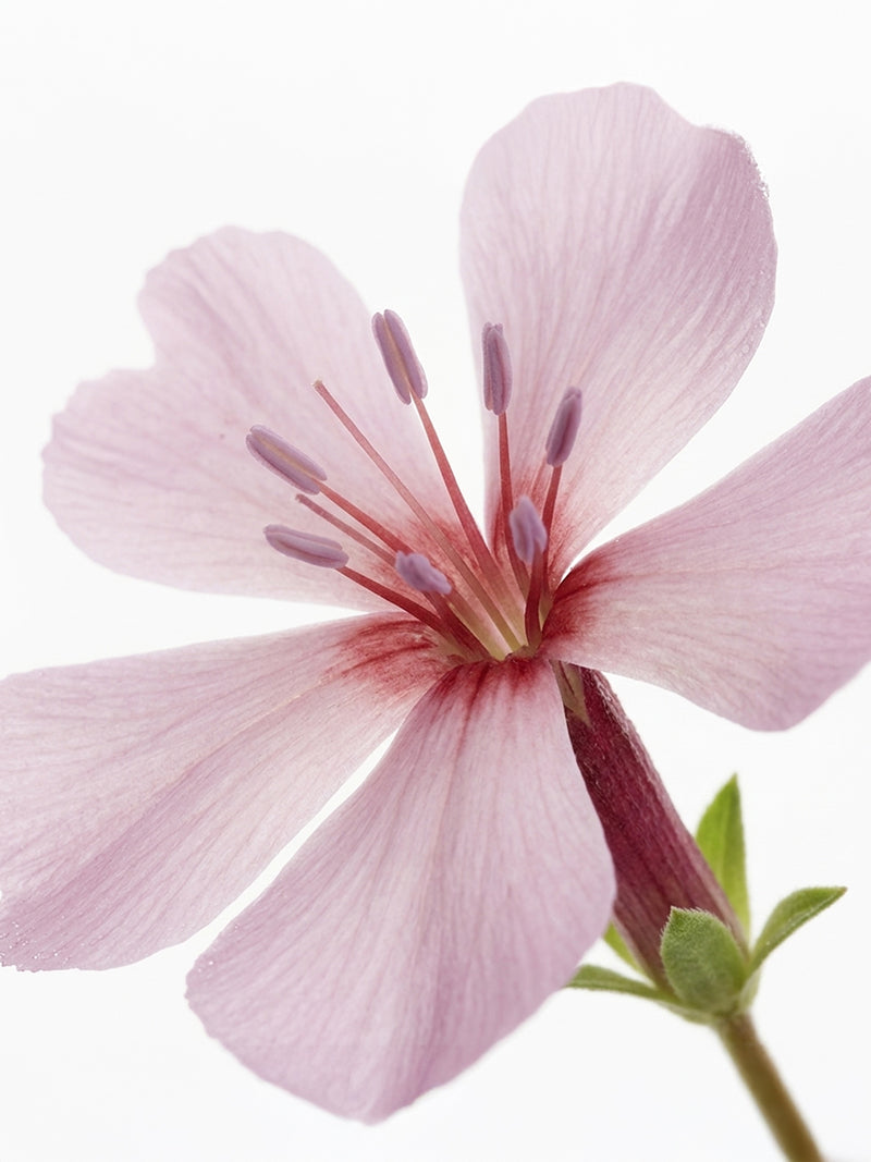 Extrait de mauve