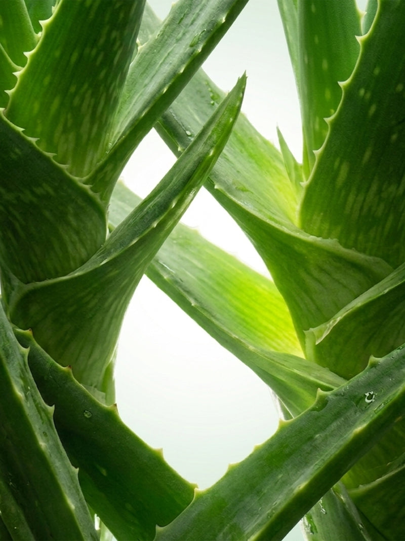 Organic aloe vera