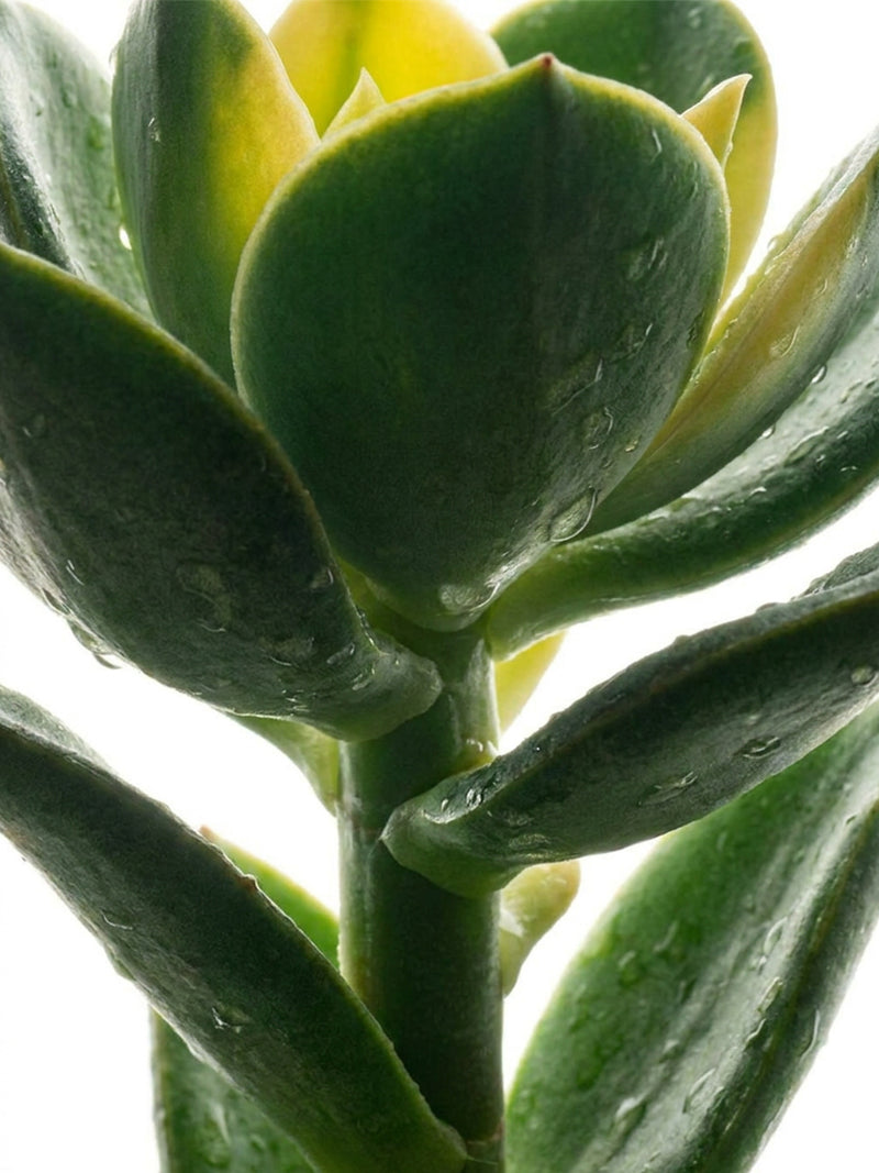 Extremophile flower stem cells