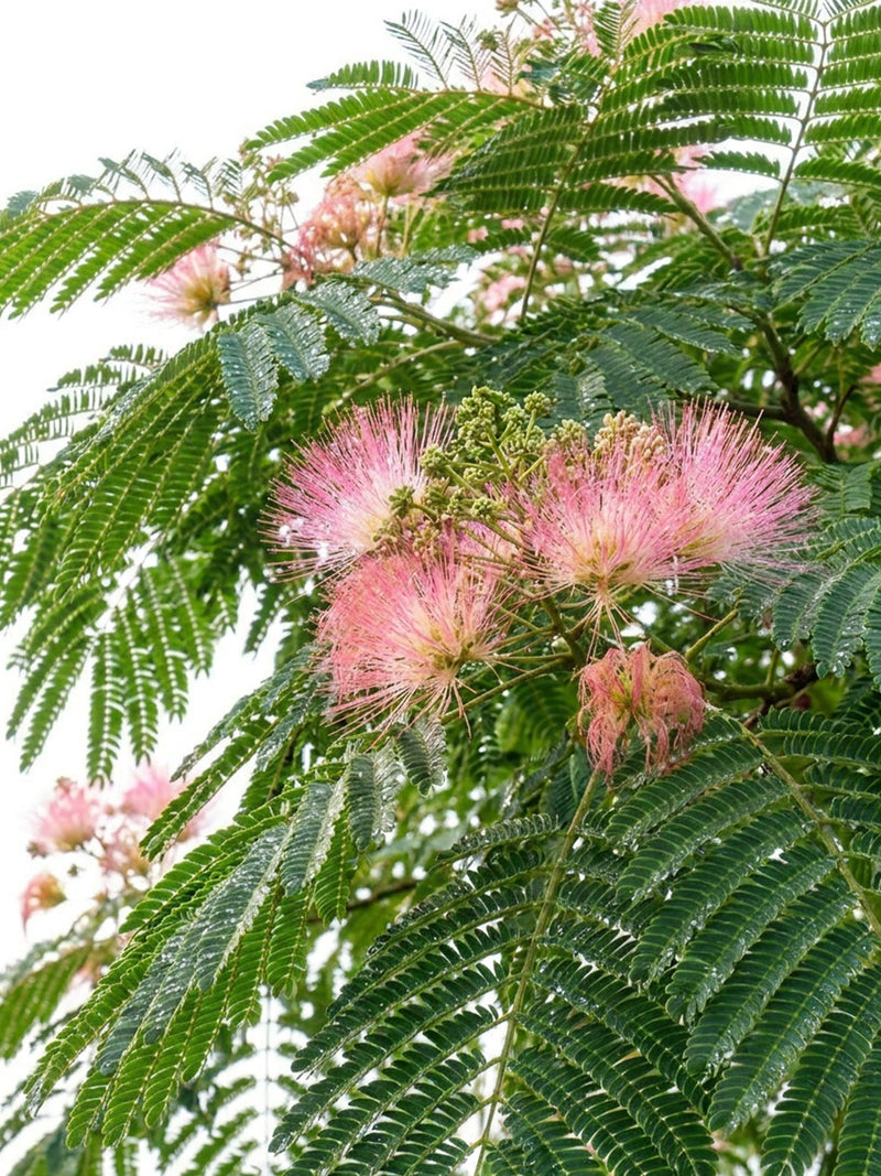 Herbe divine + extrait d’arbre a soie