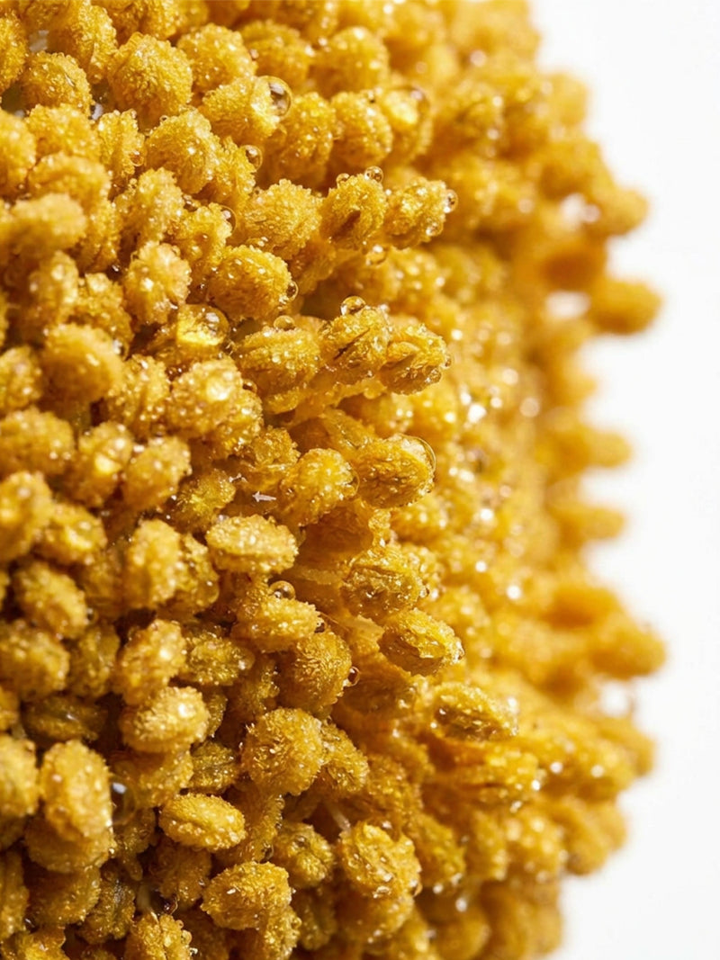 Extrait de pollen