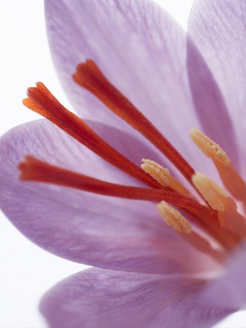 Extrait de fleur de safran