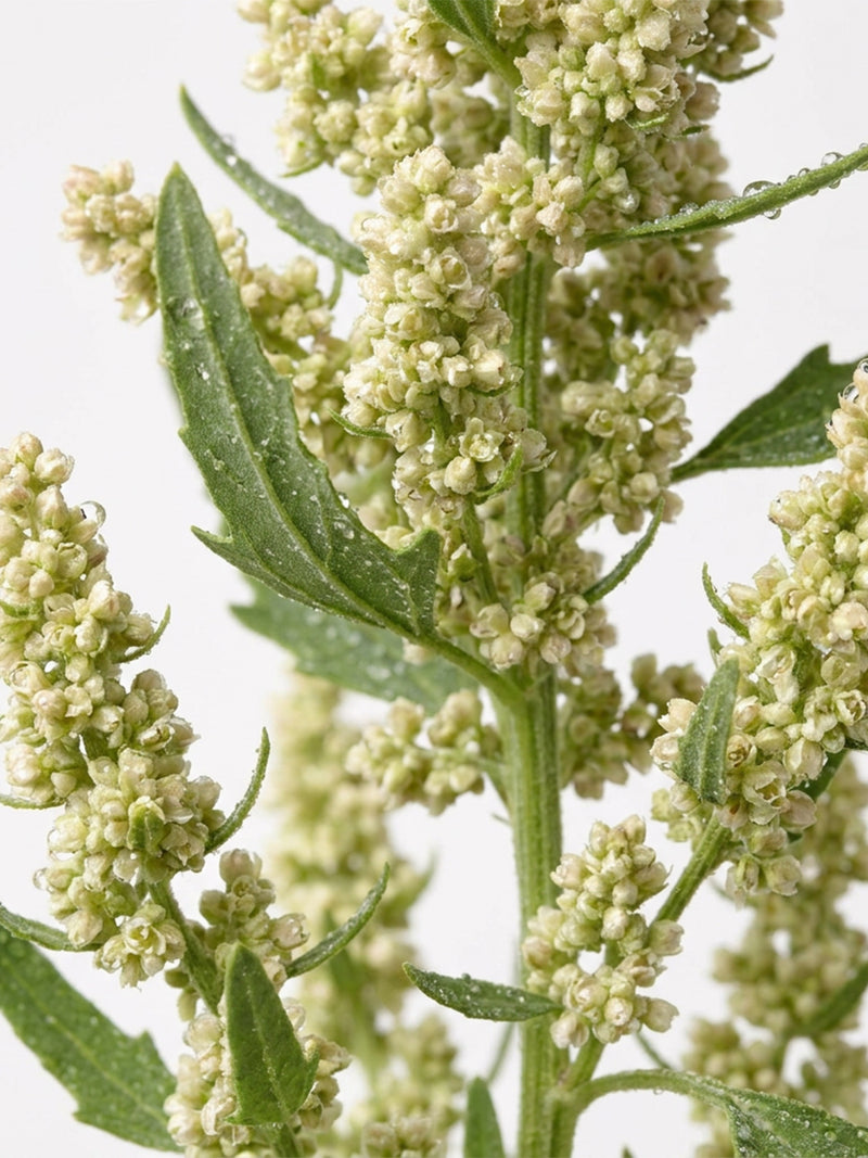 Extrait de graine de quinoa
