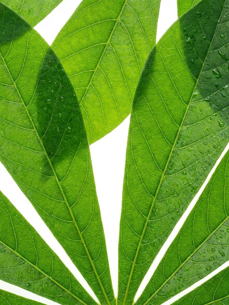 Extrait de manioc