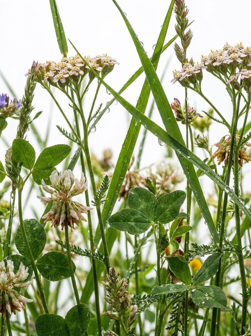Extrait de plante des prairies