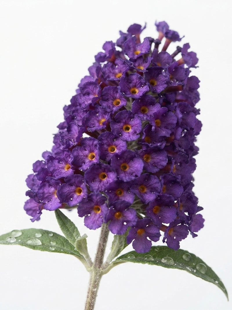 Golden seaweed Butterfly bush blossom