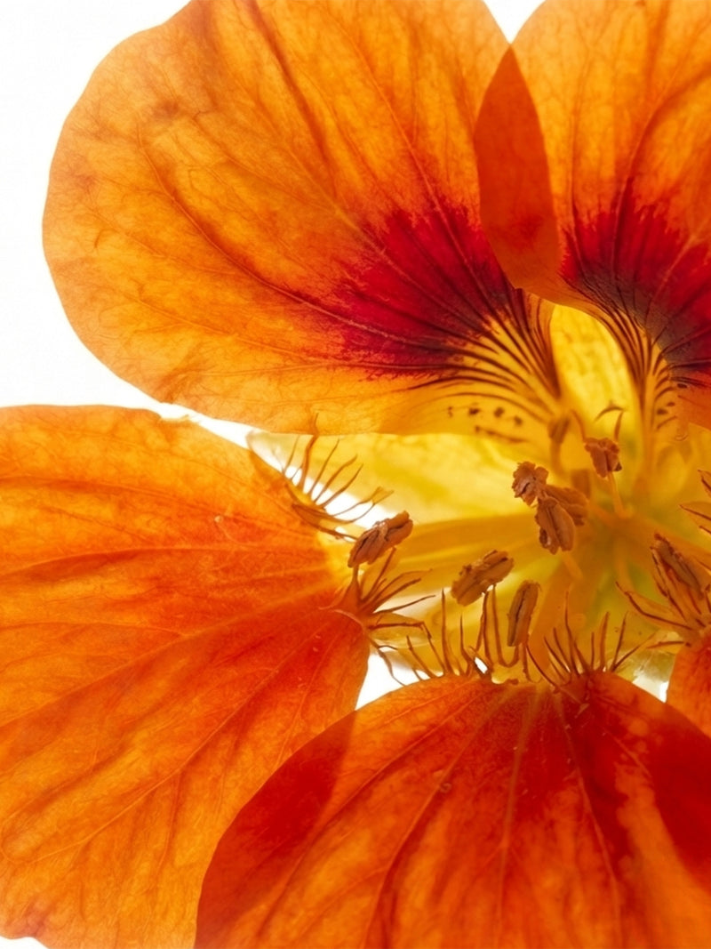 Extrait de fleurs de capucine