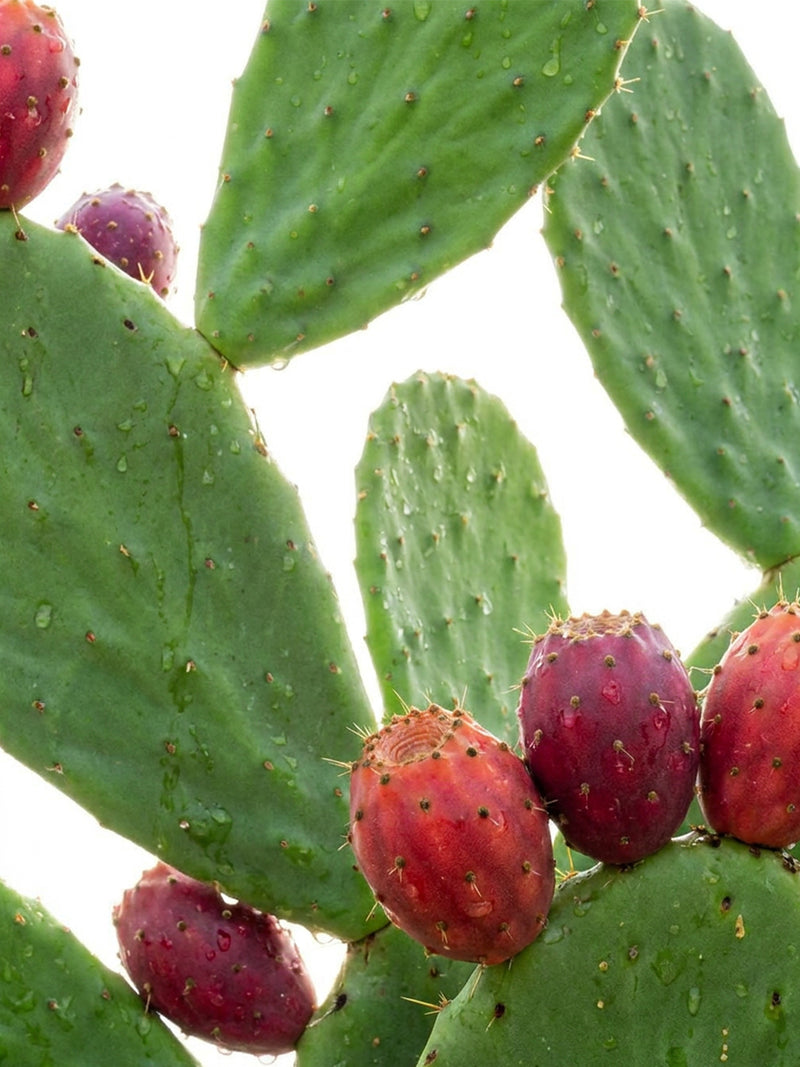 Prickly pear oligosaccharides
