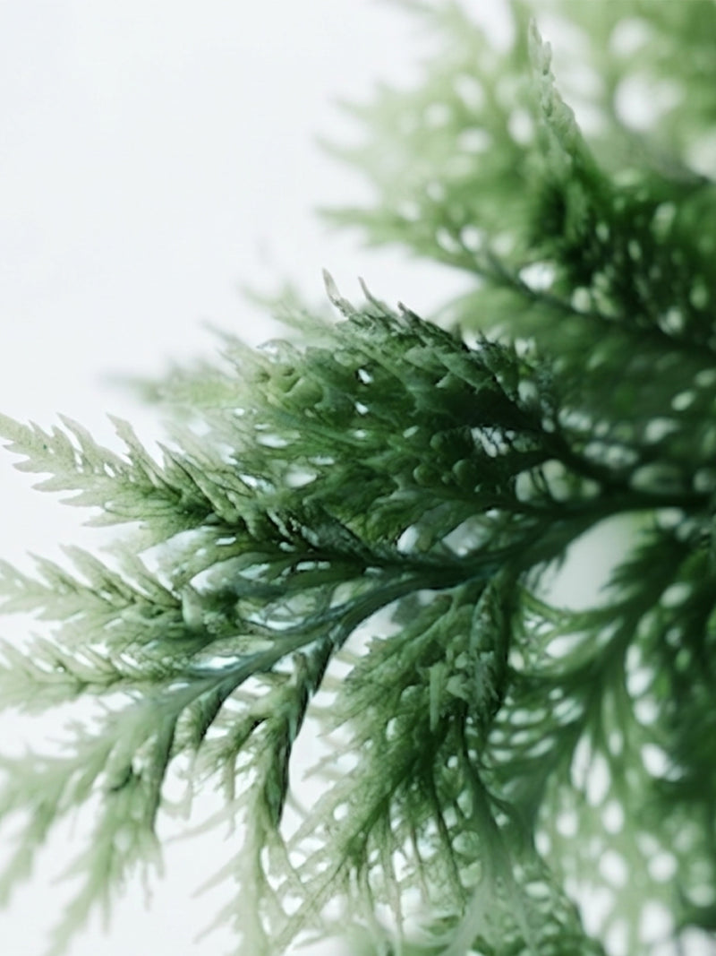 Algue hypnea
