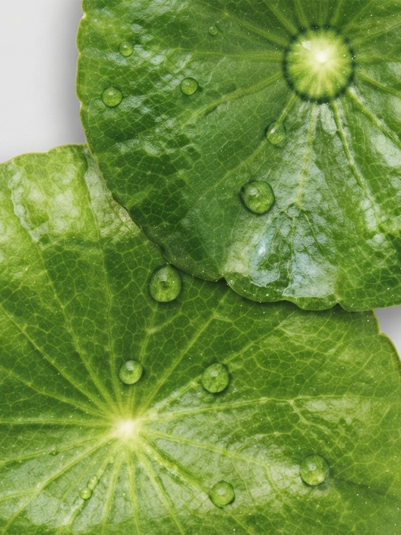 Centella asiatica