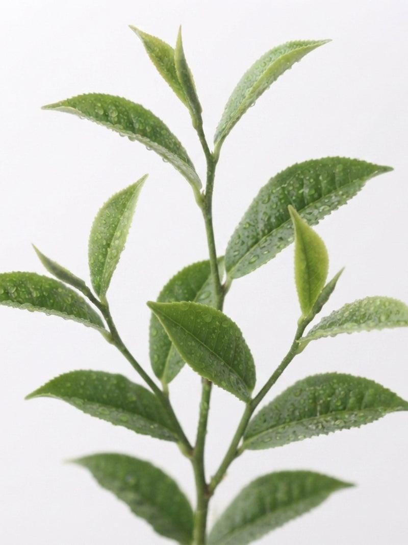 Feuilles de thé blanc