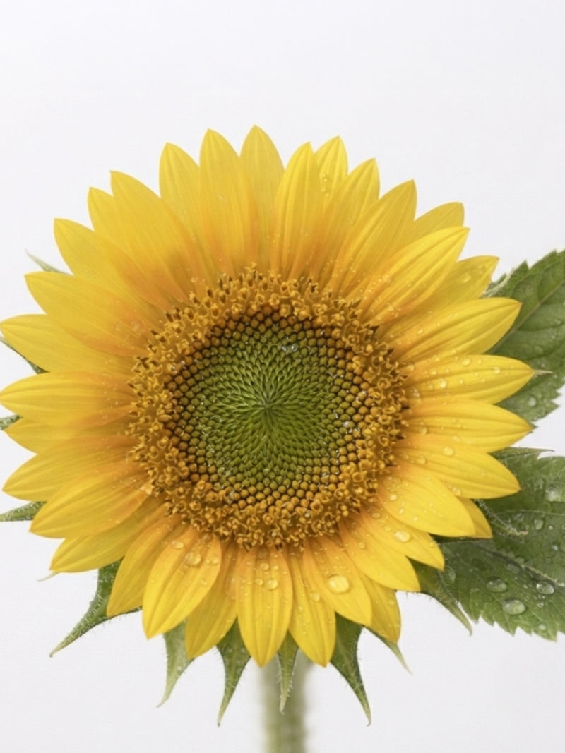 Extrait de tara et de tournesol