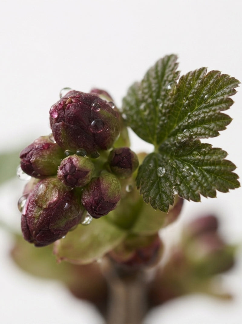 Extrait de bourgeons de cassis biologiques