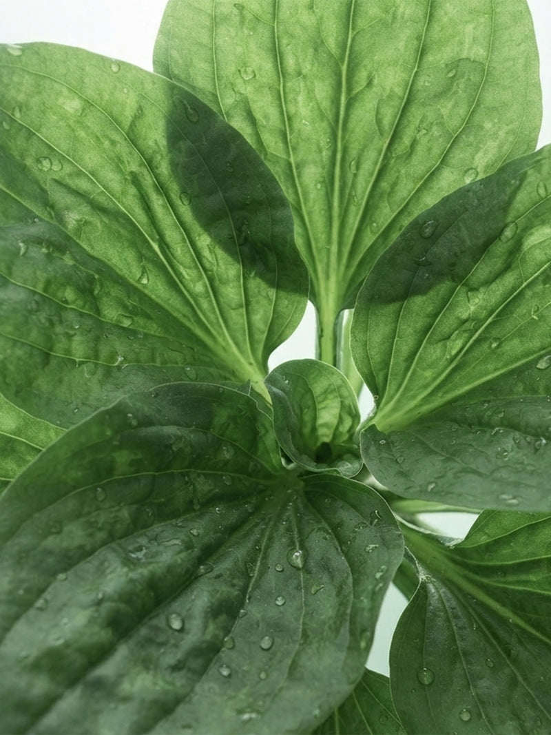 Plantain stem cells