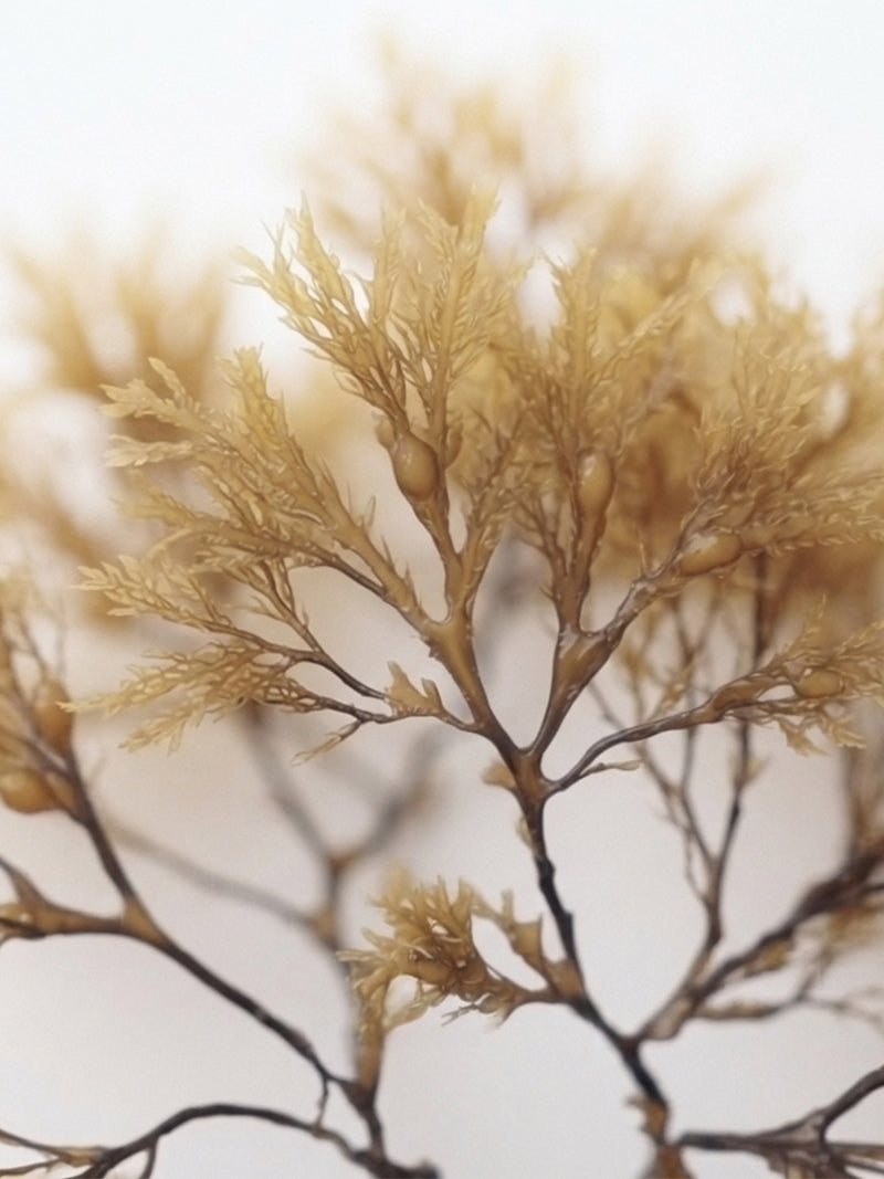 Golden seaweed