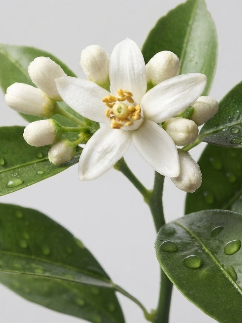 Extrait de fleurs de bigarade