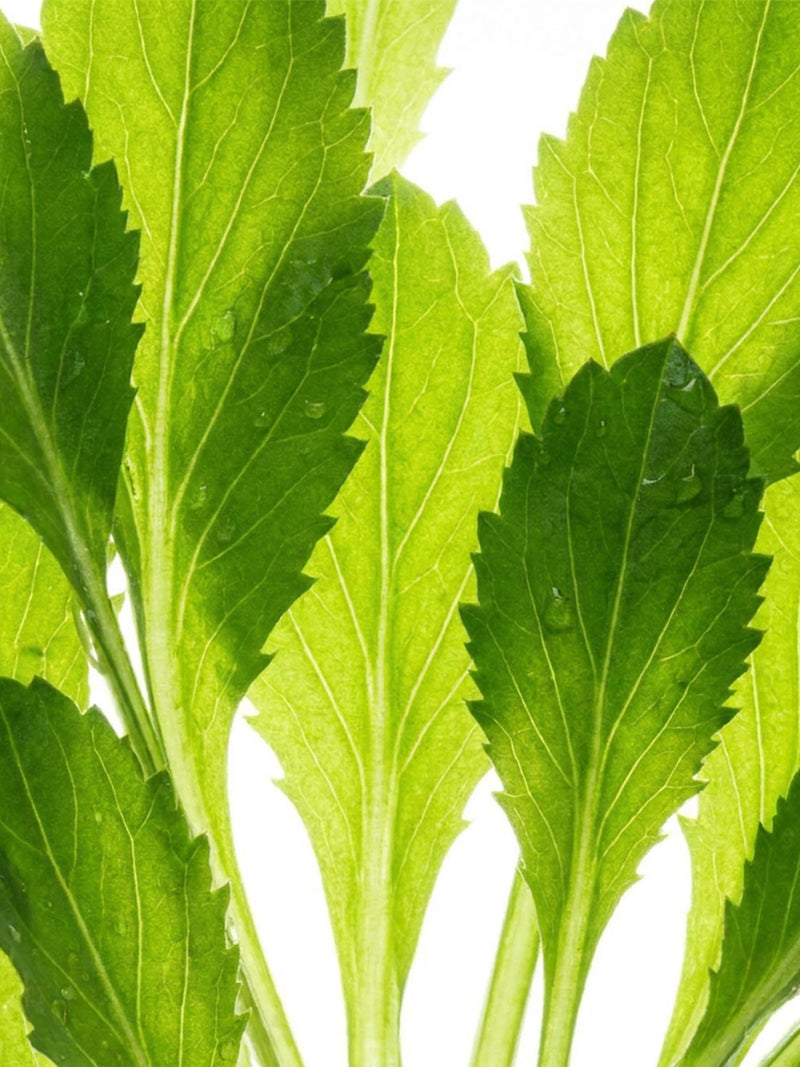 Extrait de feuille de maca