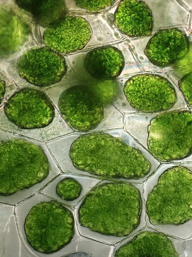 Microalgue résiliente