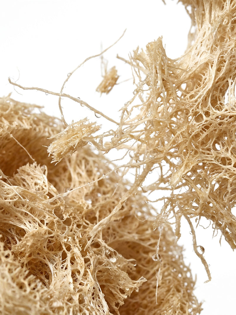 Poudre de fibres de luffa